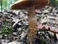 Nyálkástönkű pókhálósgomba (Cortinarius trivialis), Budai-hegység